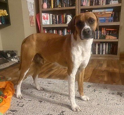 Enlarge **HUNTER**, a Adoptable Boxer in North Prairie, WI image 3/3