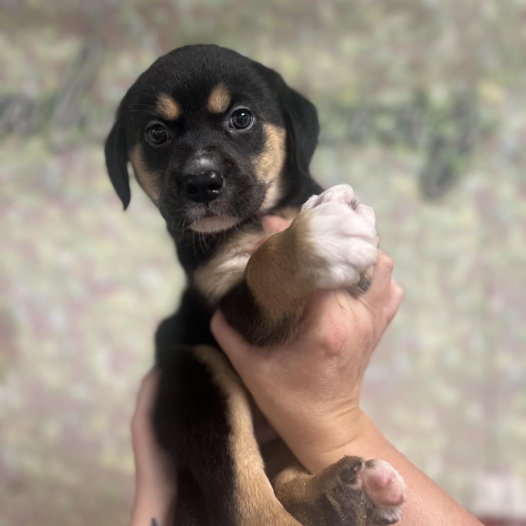 Enlarge Shep, a Adoptable Mixed Breed in Guin, AL image 1/4