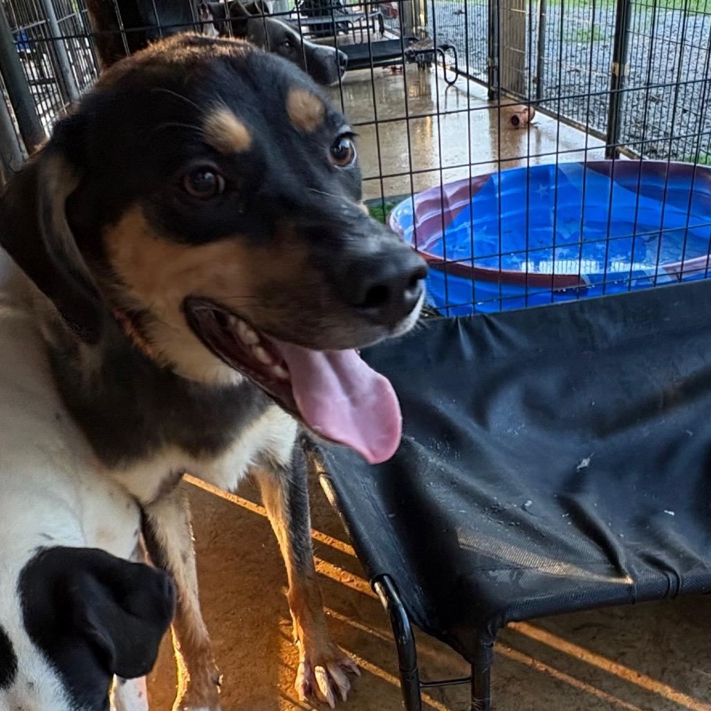 Enlarge Shep, a Adoptable Mixed Breed in Guin, AL image 2/4