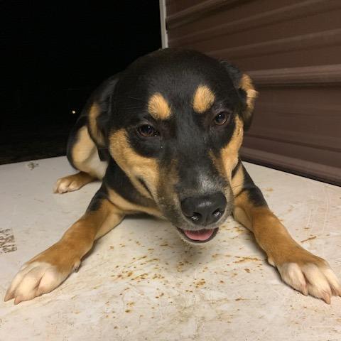 Enlarge Shep, a Adoptable Mixed Breed in Guin, AL image 3/4