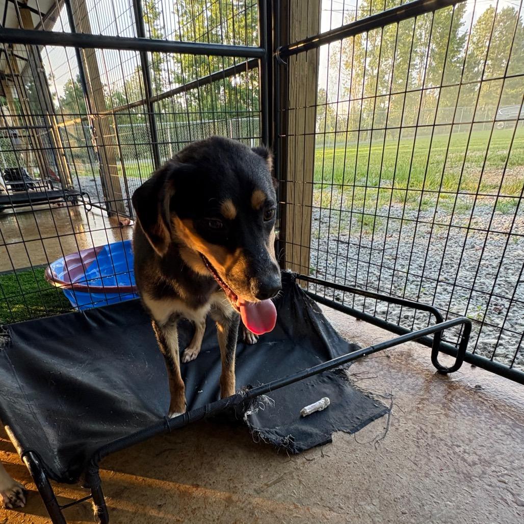 Enlarge Shep, a Adoptable Mixed Breed in Guin, AL image 4/4