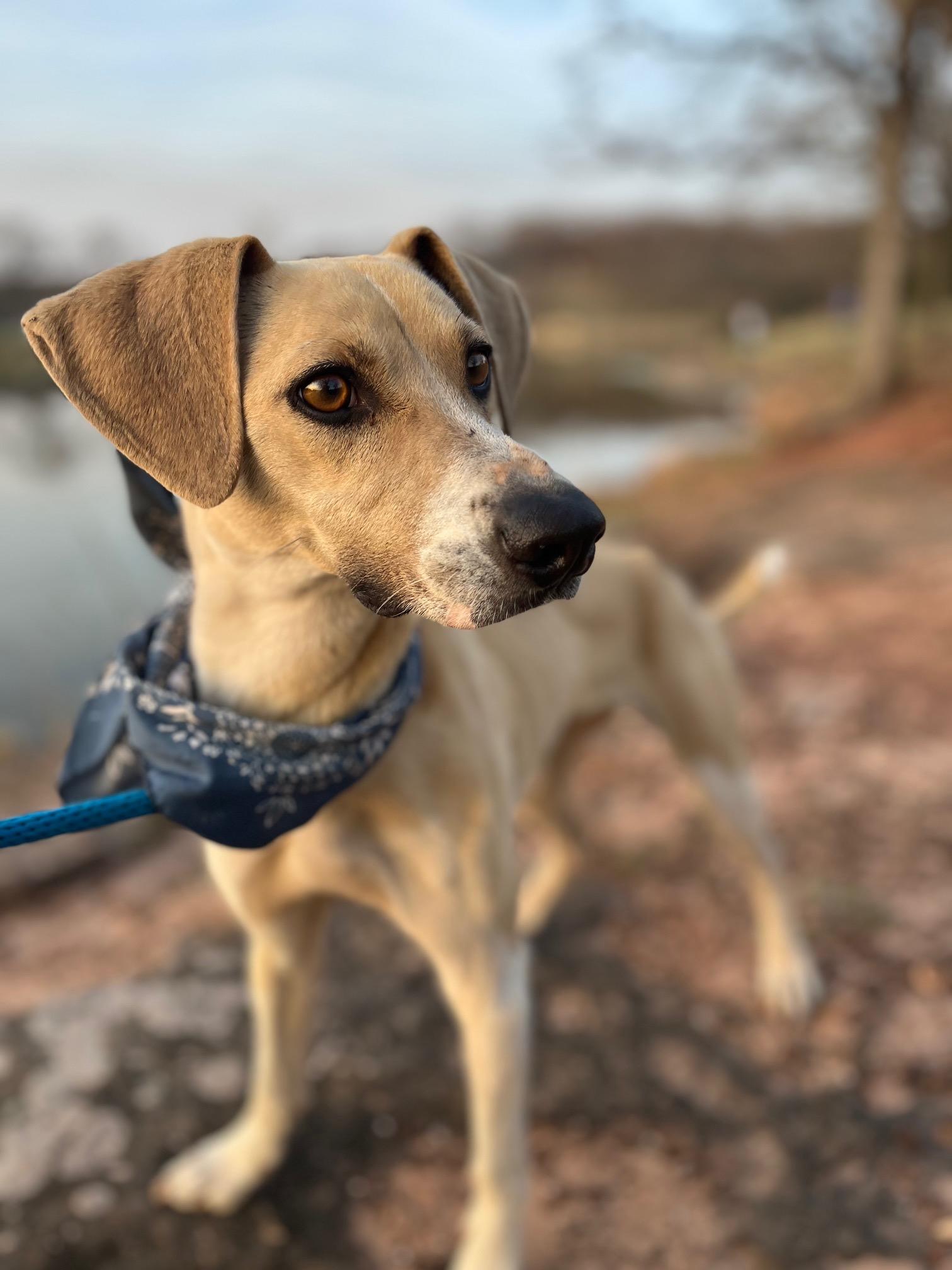 Enlarge Jessie, an adopted mixed breed in East Syracuse, NY image 3/6