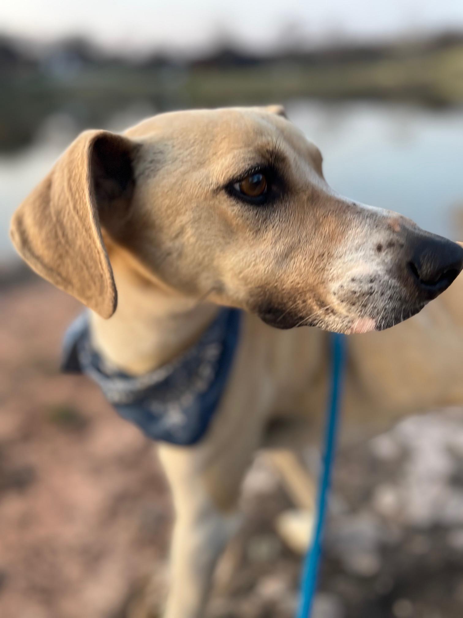 Enlarge Jessie, an adopted mixed breed in East Syracuse, NY image 2/6