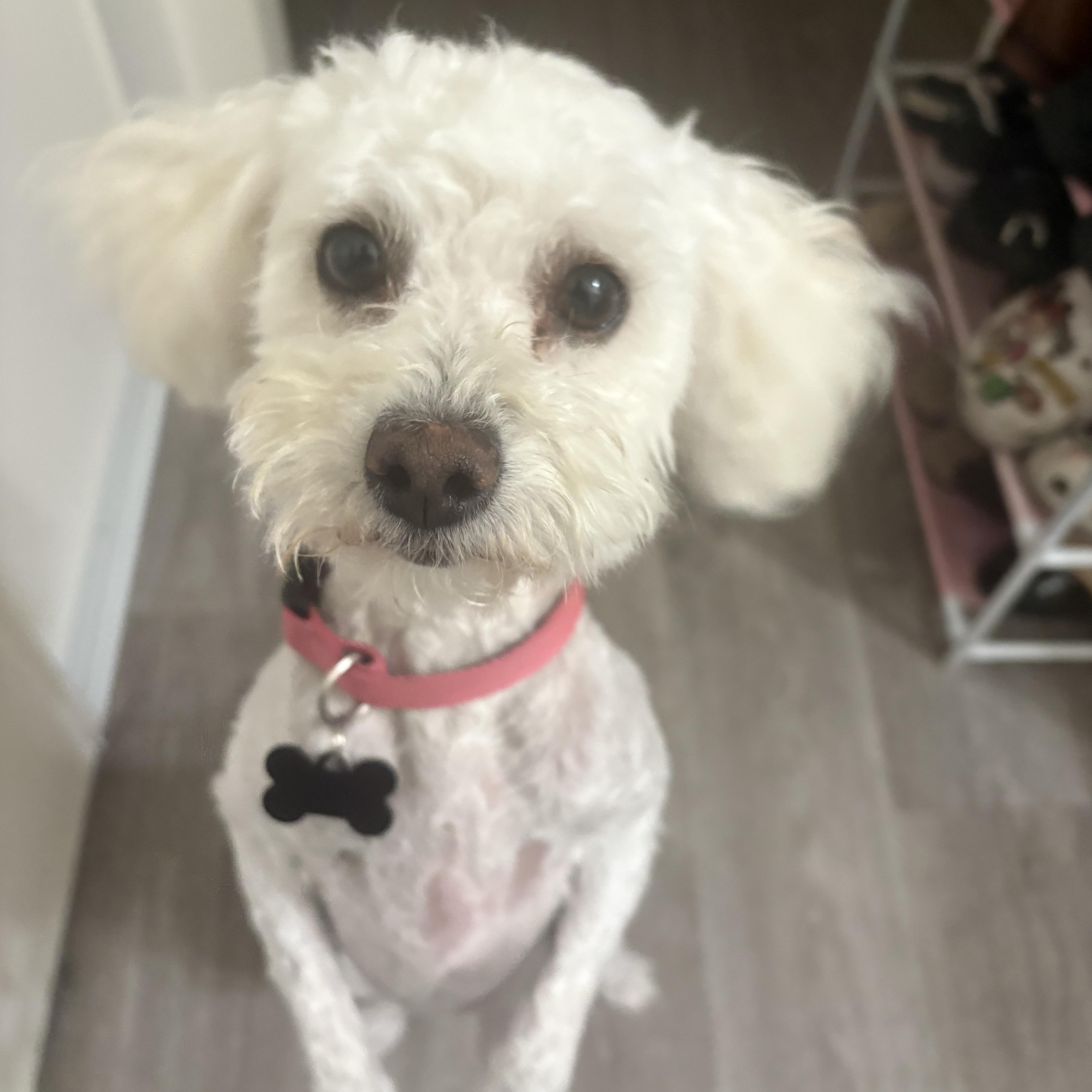 Enlarge Bella -available for adoption, an adopted Maltipoo in Tustin, CA image 1/4