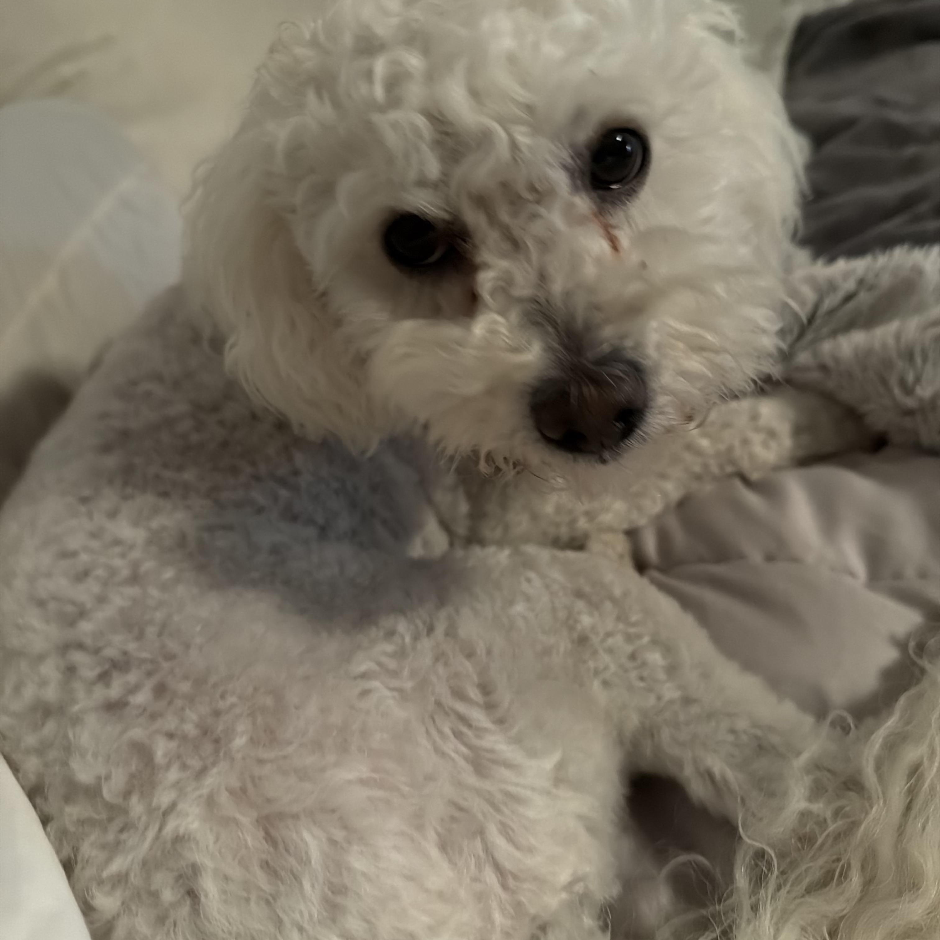 Enlarge Bella -available for adoption, an adopted Maltipoo in Tustin, CA image 2/4