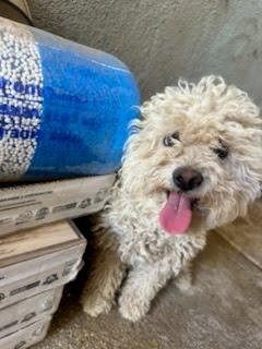 Enlarge Bella -available for adoption, an adopted Maltipoo in Tustin, CA image 4/4