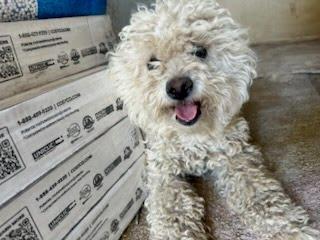 Enlarge Bella -available for adoption, an adopted Maltipoo in Tustin, CA image 3/4