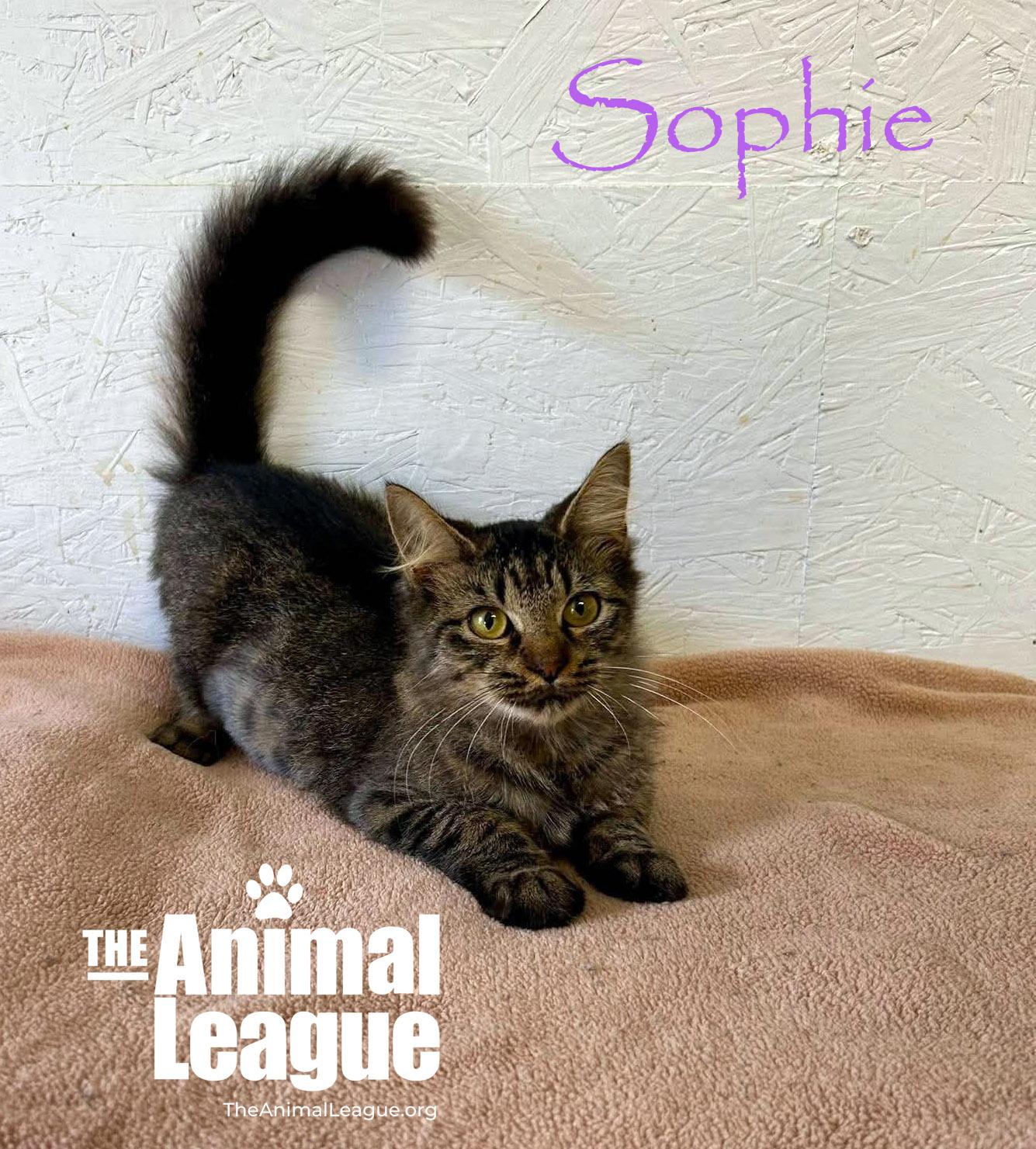 Sophie, Adoptable, Young Female Domestic Medium Hair.