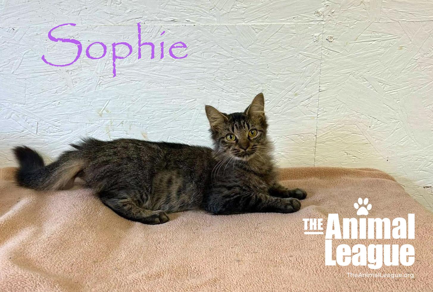 Enlarge Sophie, a Adoptable mixed breed in Groveland, FL image 2/2