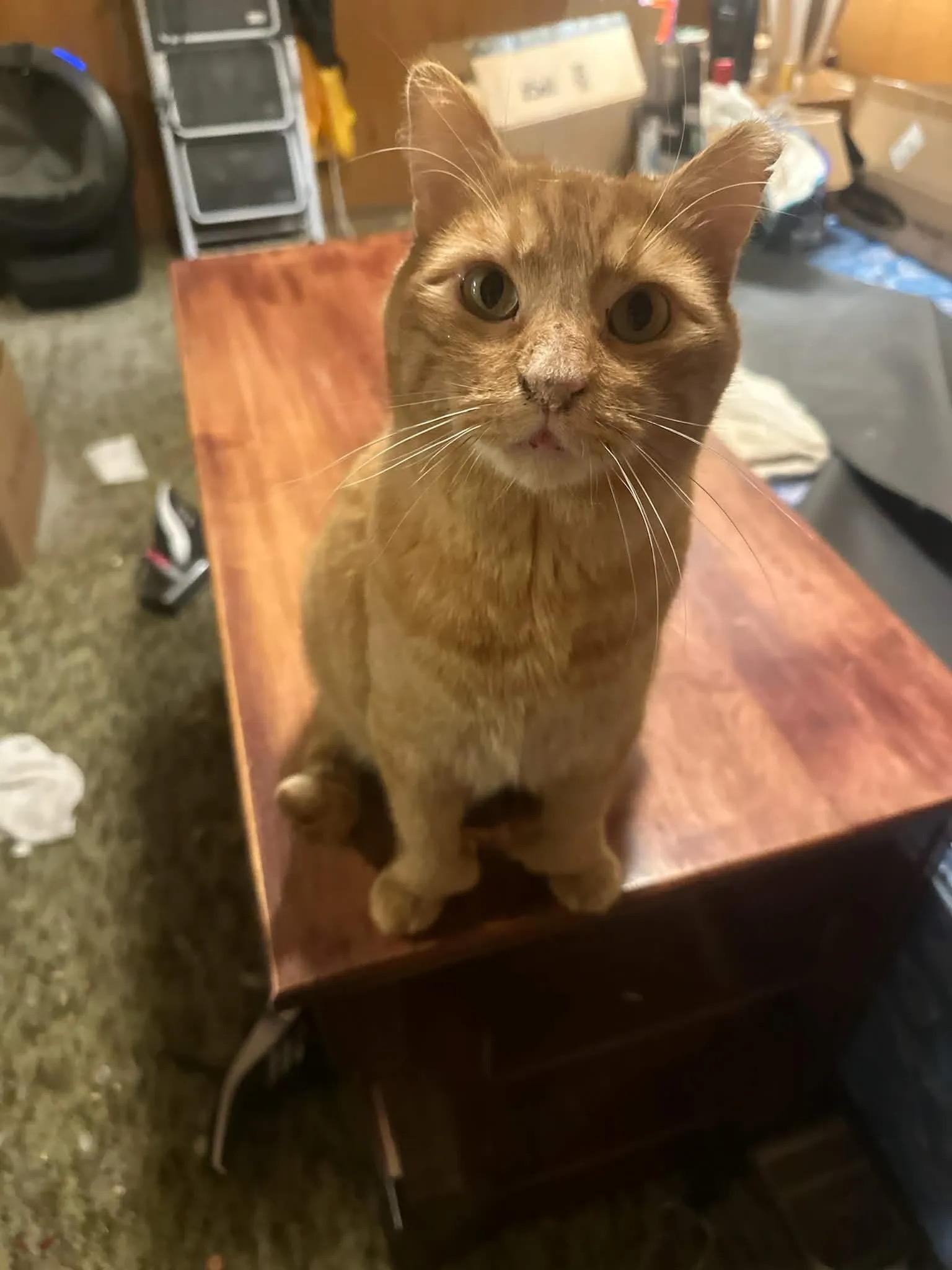 Einstein, ADOPTABLE, Adult Male Domestic Short Hair.