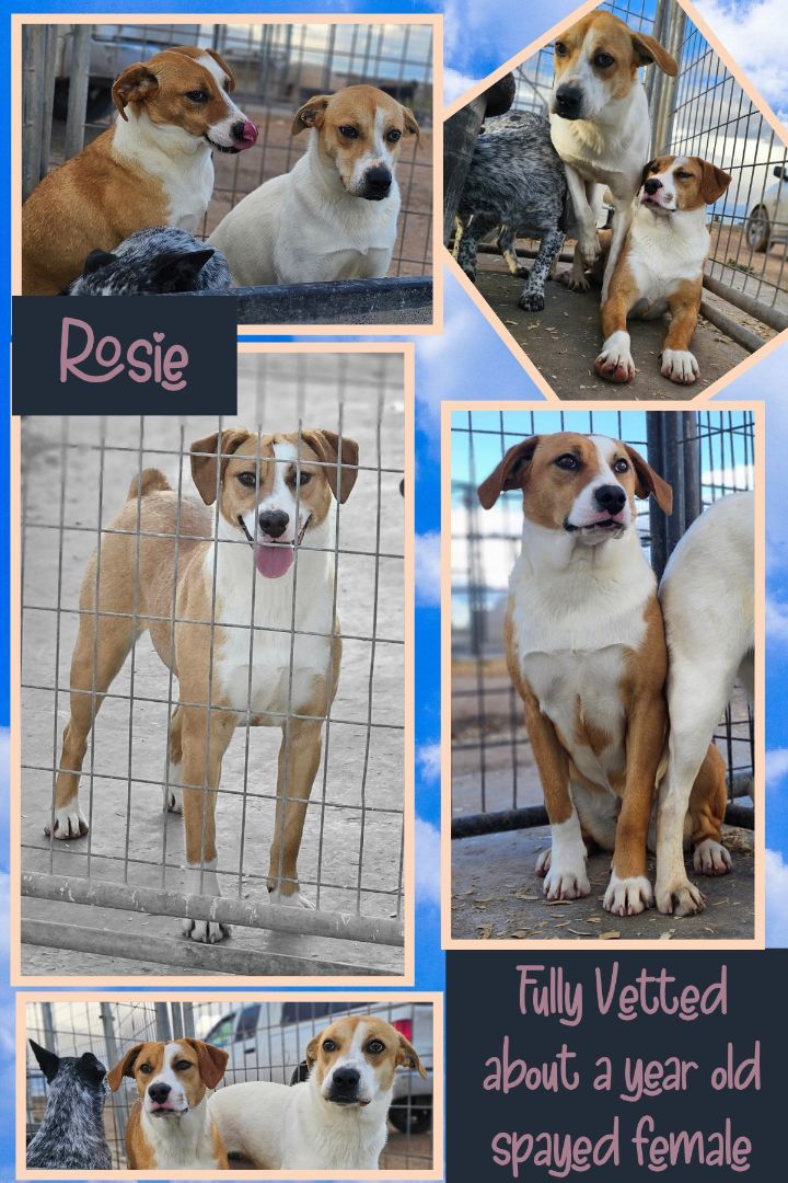 Rosie, Adoptable, Young Female Labrador Retriever & Australian Cattle Dog / Blue Heeler.