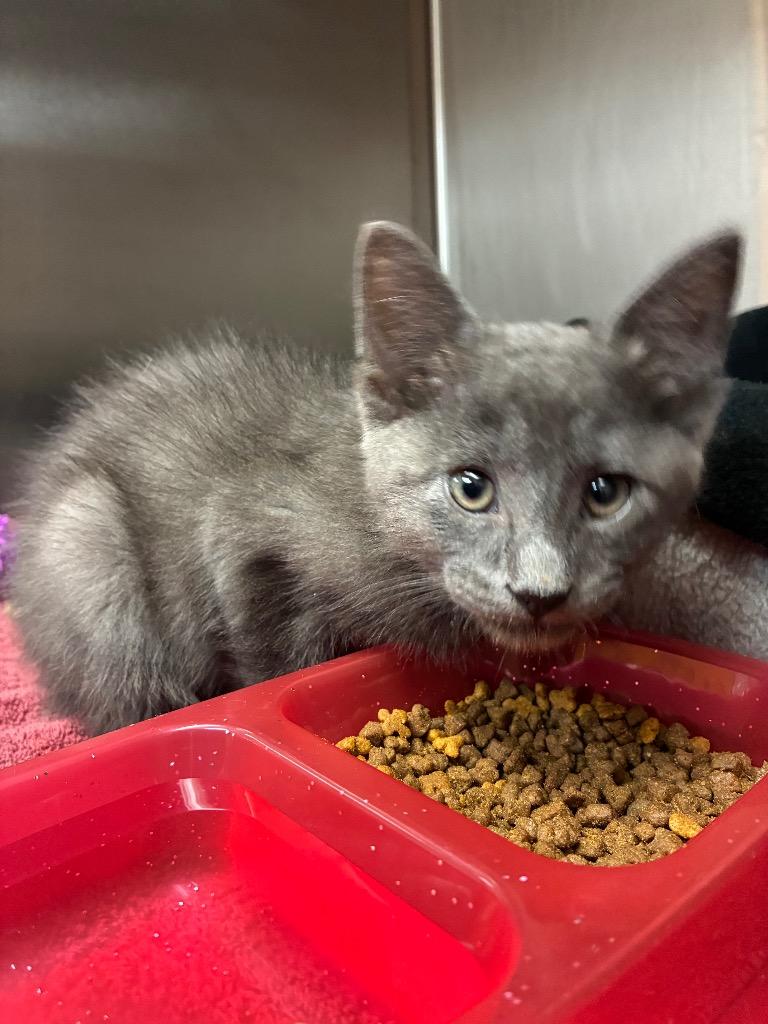 Smokey, Adoptable, Kitten Male Domestic Short Hair.