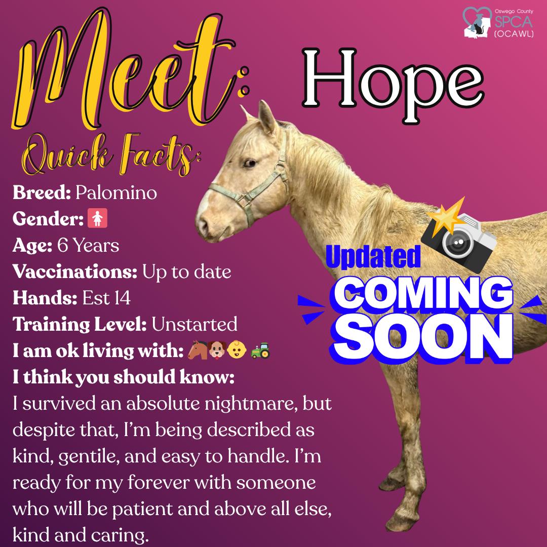 Hope, adopted, Adult Female Palomino.