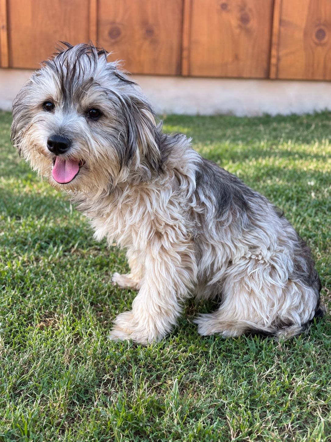 Logan, Adoptable, Adult Male Yorkshire Terrier.