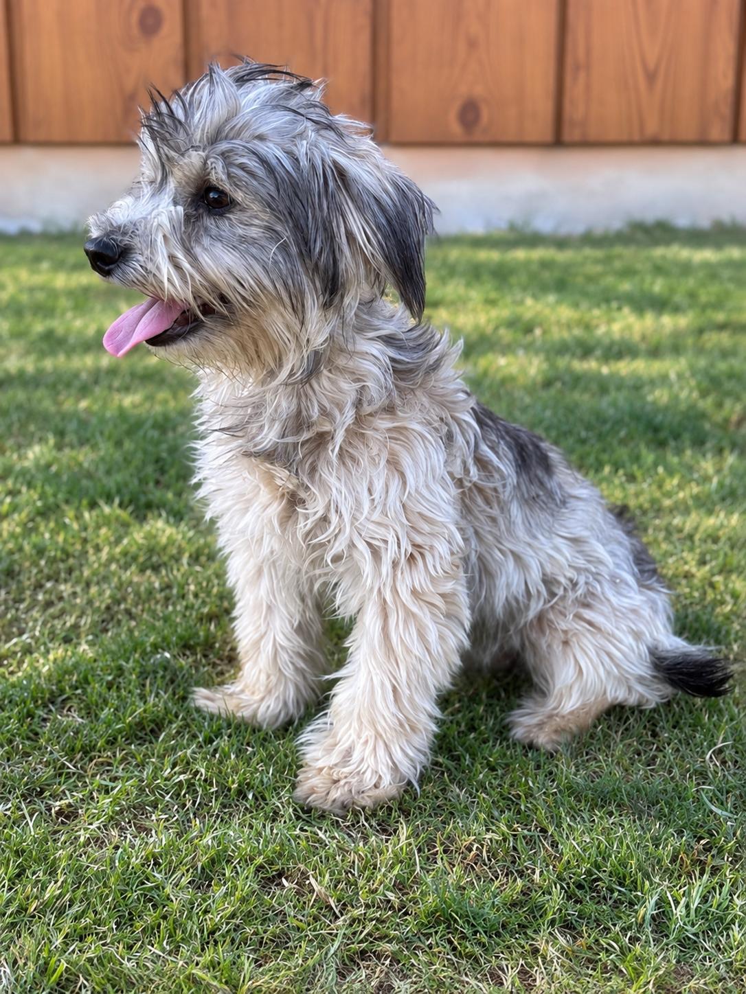 Enlarge Logan, a Adoptable Yorkshire Terrier in Helotes, TX image 2/3