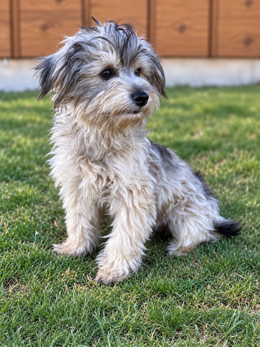 Enlarge Logan, a Adoptable Yorkshire Terrier in Helotes, TX image 3/3