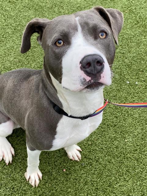 RYAN, Adoptable, Young Male Pit Bull Terrier.