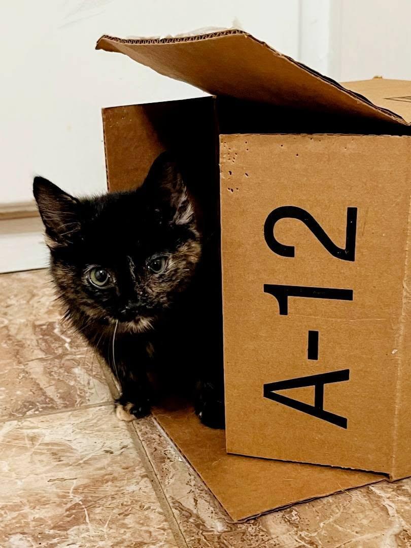 Sylna, Adoptable, Kitten Female Tortoiseshell.