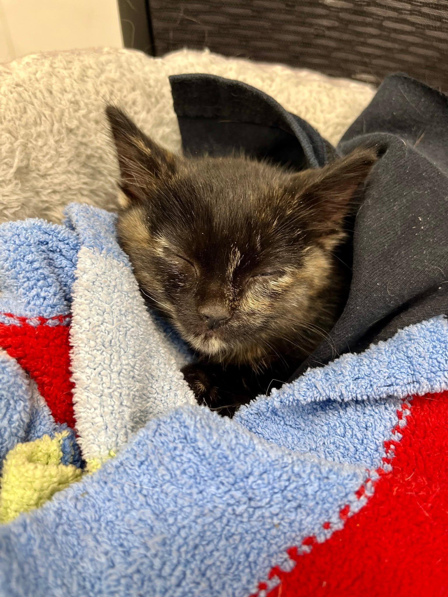 Sylna, a Adoptable Tortoiseshell in Sawyer, ND image 2/4