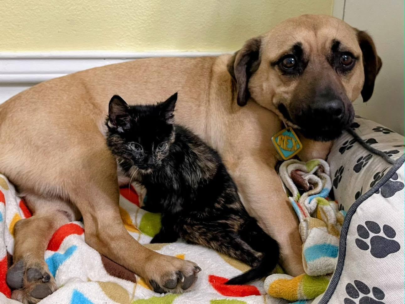 Sylna, a Adoptable Tortoiseshell in Sawyer, ND image 3/4