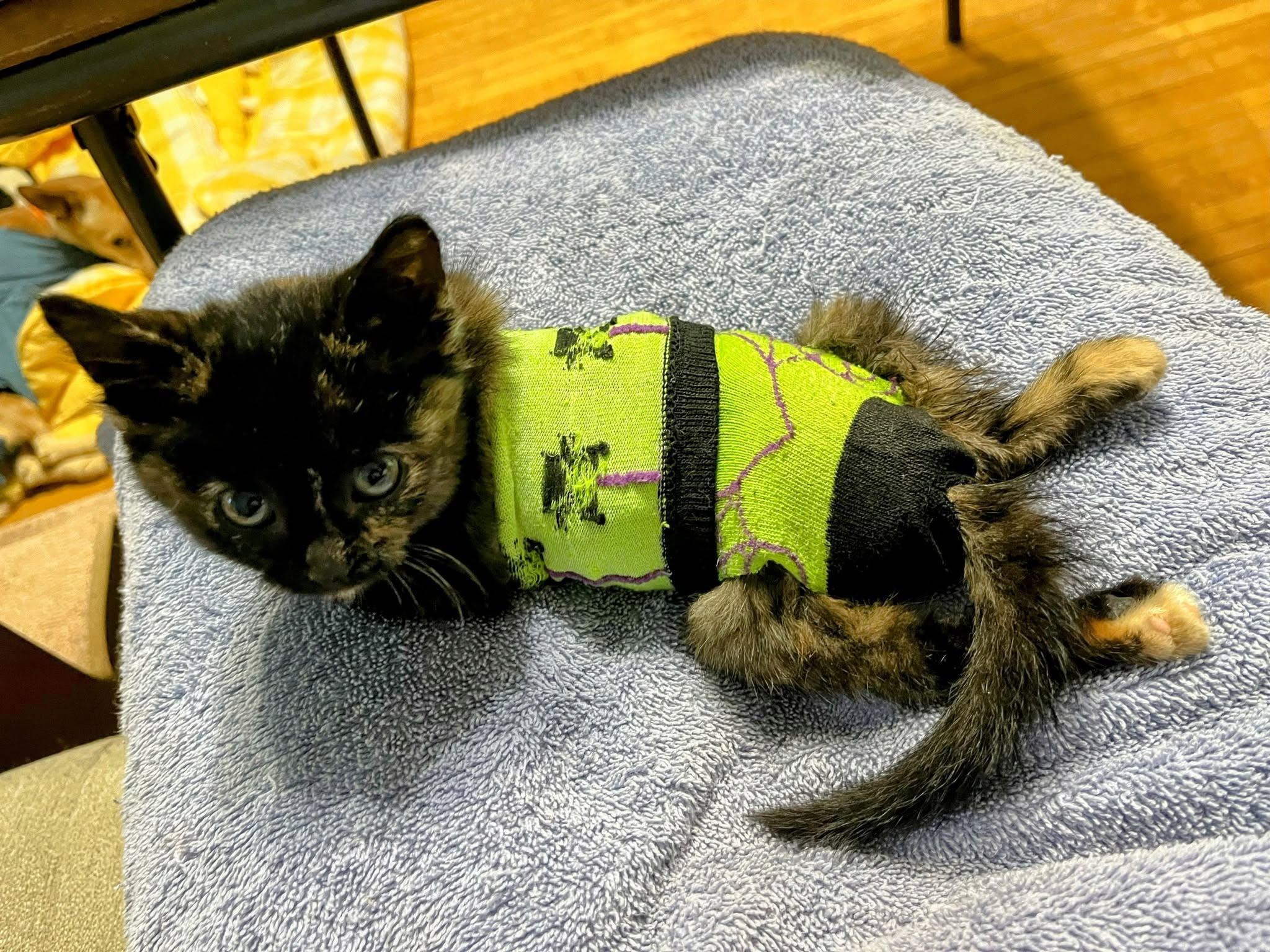 Sylna, a Adoptable Tortoiseshell in Sawyer, ND image 4/4