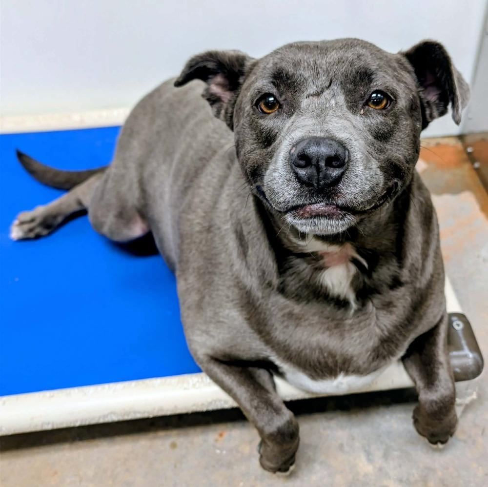 Karma, Adoptable, Young Female Staffordshire Bull Terrier.
