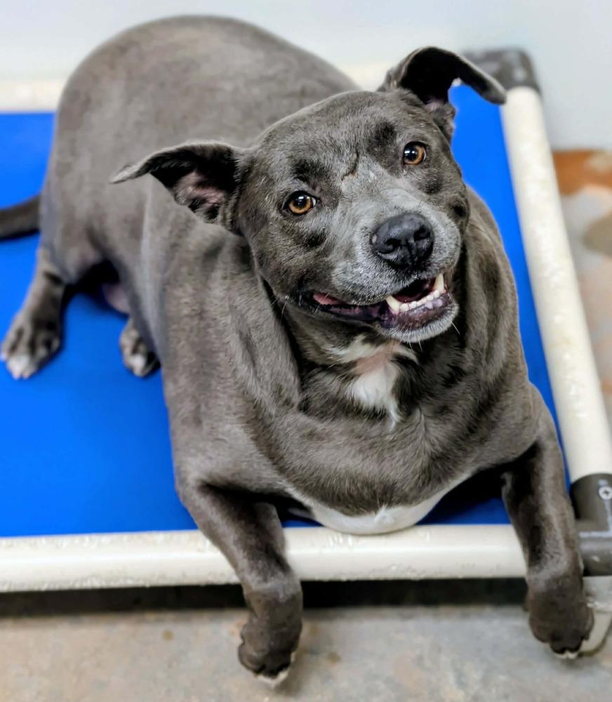 Enlarge Karma, a Adoptable mixed breed in Bolivar, MO image 2/6