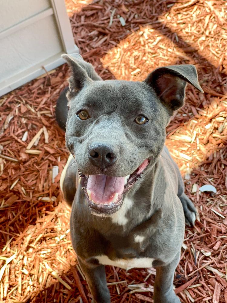 Enlarge Karma, a Adoptable mixed breed in Bolivar, MO image 5/6