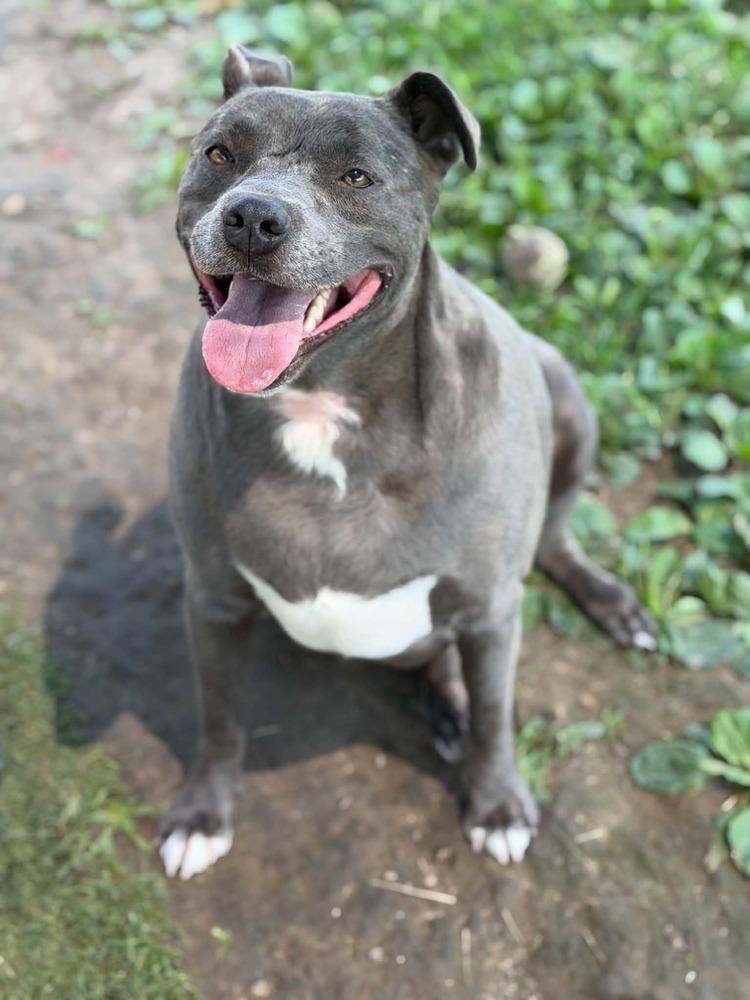Enlarge Karma, a Adoptable mixed breed in Bolivar, MO image 6/6