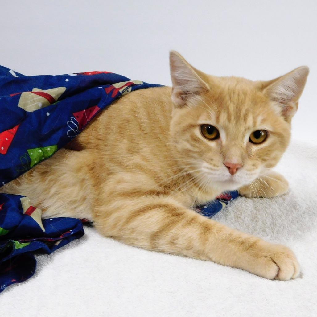 Elmo, Adoptable, Young Male Domestic Short Hair.