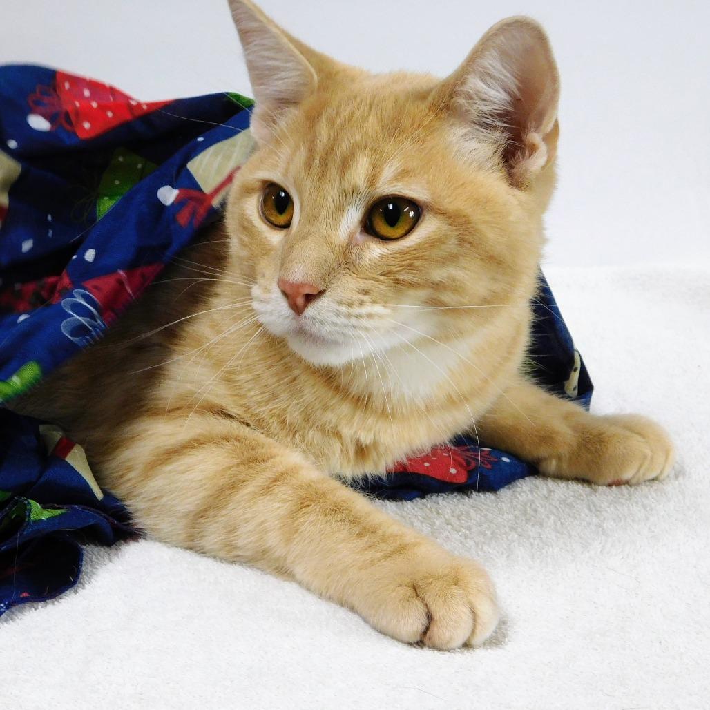 Enlarge Elmo, a Adoptable Domestic Short Hair in Canton, IL image 2/6