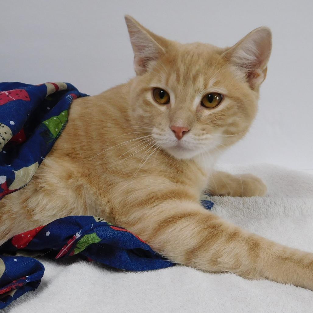 Enlarge Elmo, a Adoptable Domestic Short Hair in Canton, IL image 3/6