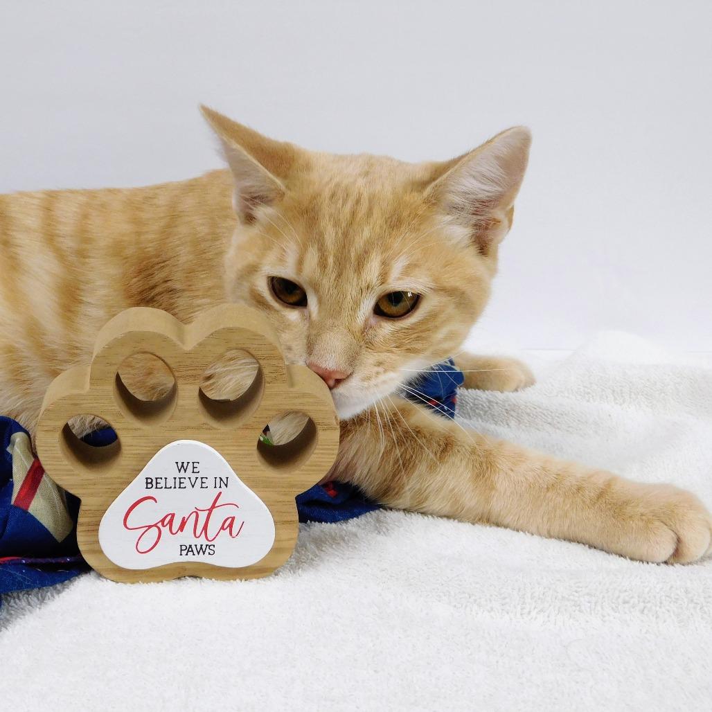 Enlarge Elmo, a Adoptable Domestic Short Hair in Canton, IL image 4/6