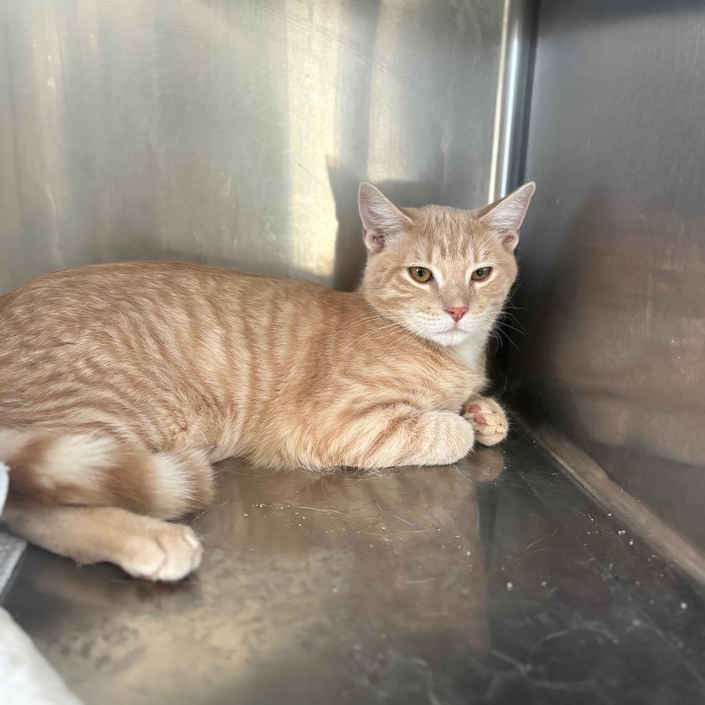 Enlarge Elmo, a Adoptable Domestic Short Hair in Canton, IL image 6/6