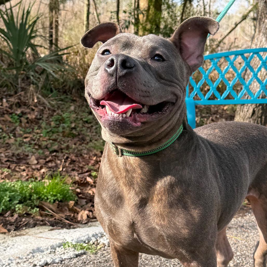 Marrowfat, Adoptable, Adult Male Mixed Breed.