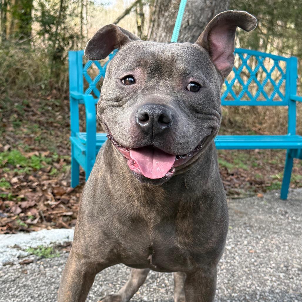 Enlarge Marrowfat, a Adoptable Mixed Breed in Monroeville, AL image 2/6