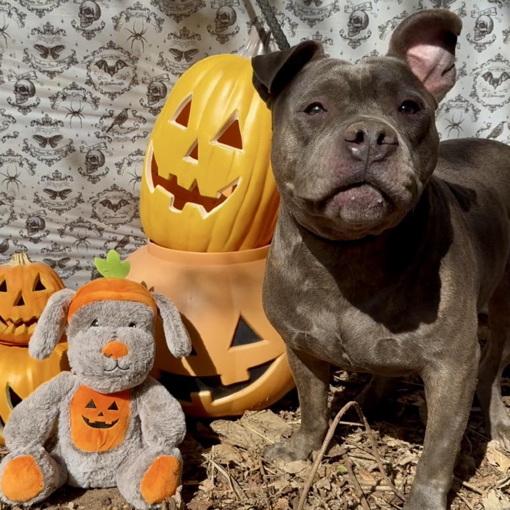 Enlarge Marrowfat, a Adoptable Mixed Breed in Monroeville, AL image 3/6