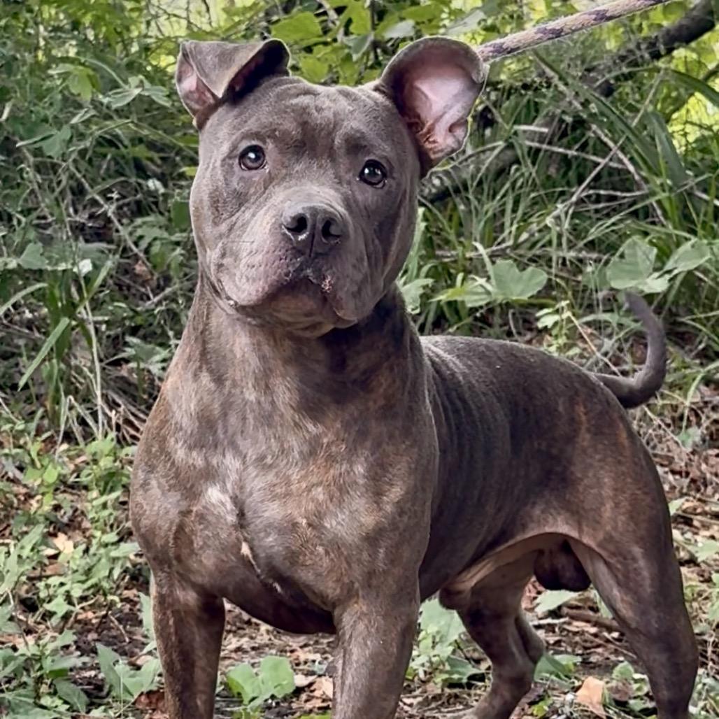 Enlarge Marrowfat, a Adoptable Mixed Breed in Monroeville, AL image 4/6