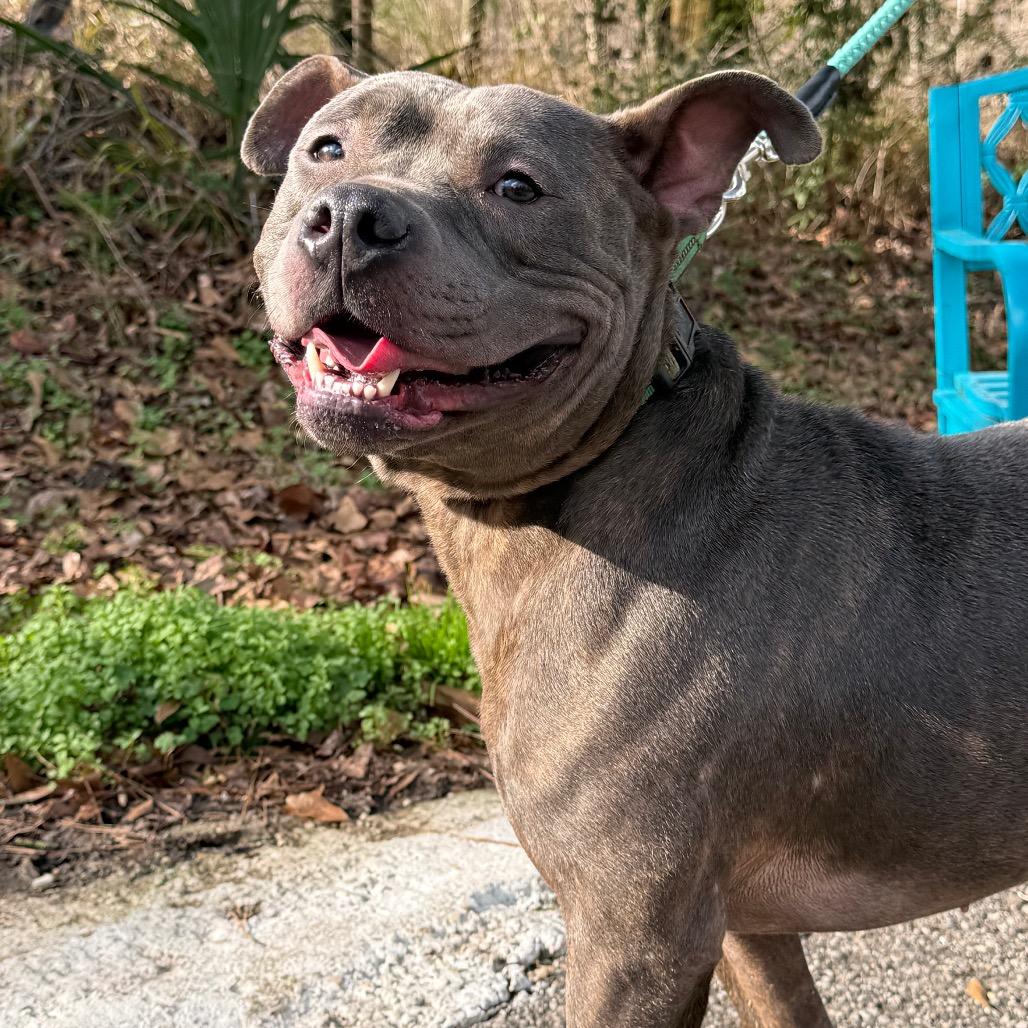 Enlarge Marrowfat, a Adoptable Mixed Breed in Monroeville, AL image 5/6