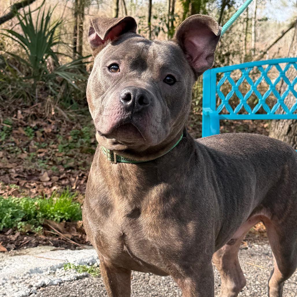 Enlarge Marrowfat, a Adoptable Mixed Breed in Monroeville, AL image 6/6