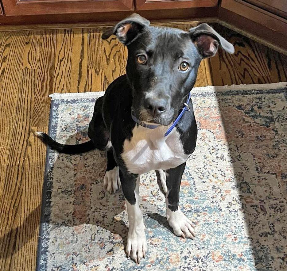 Enlarge Ariel, an adopted mixed breed in Columbia, MD image 1/4