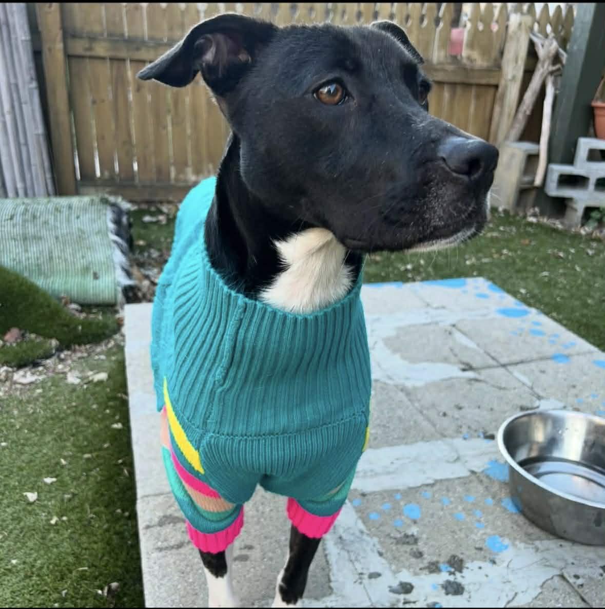 Enlarge Ariel, an adopted mixed breed in Columbia, MD image 2/4