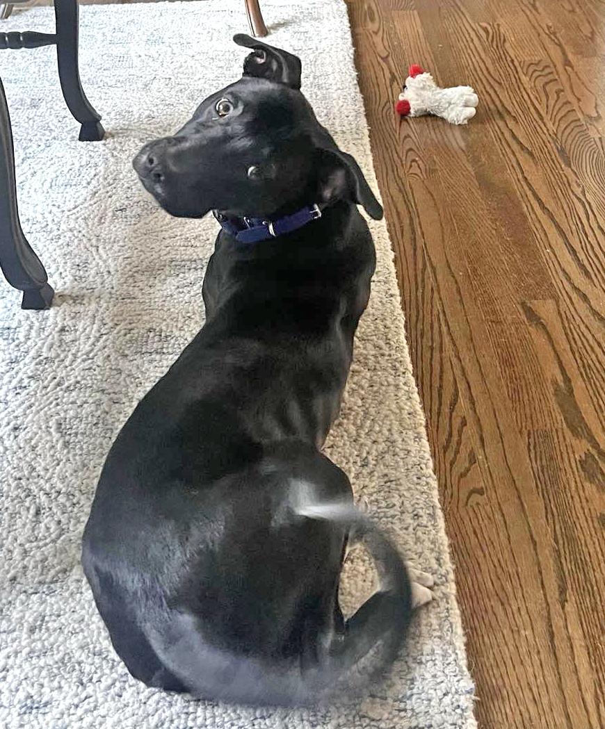 Enlarge Ariel, an adopted mixed breed in Columbia, MD image 3/4