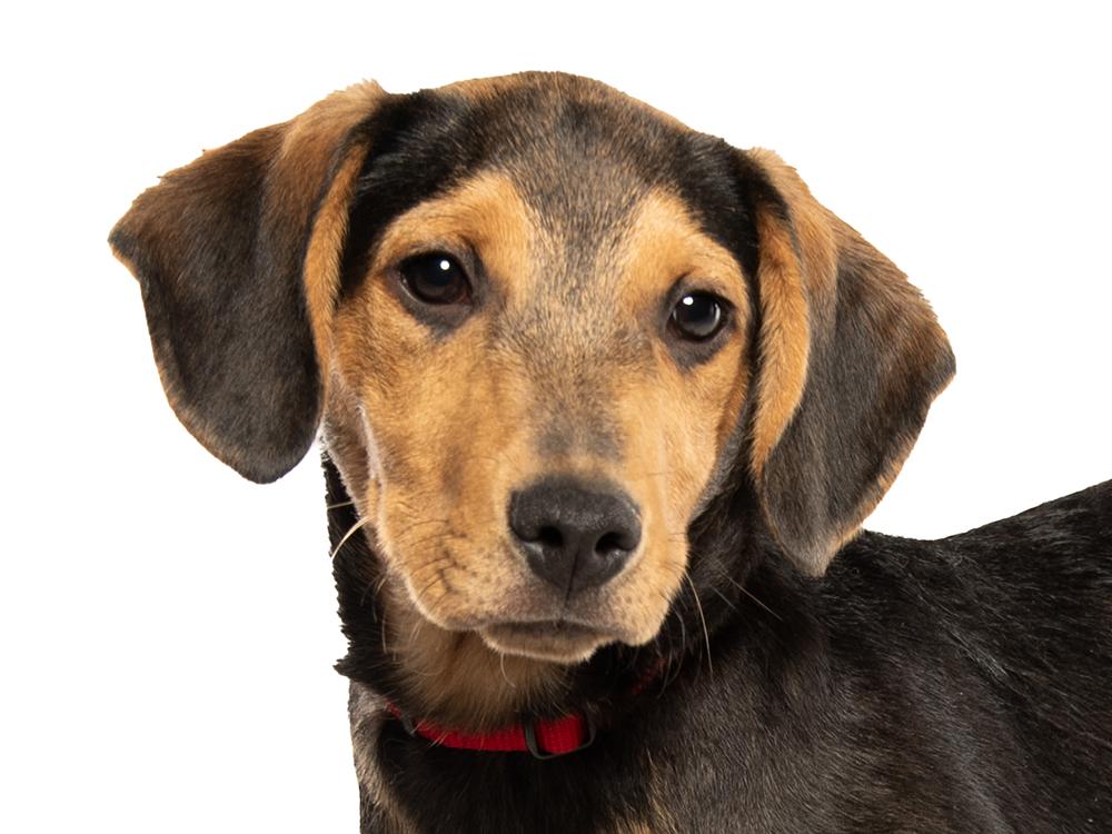 Warrick, Adoptable, Puppy Male Beagle & Terrier.