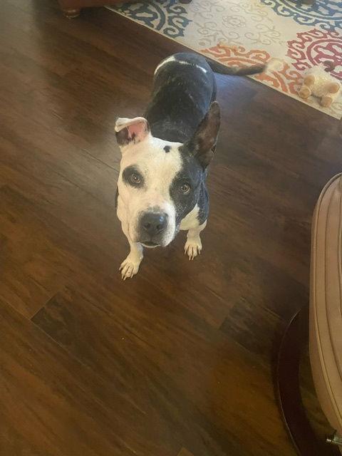 Prim, Adoptable, Adult Female Pit Bull Terrier.