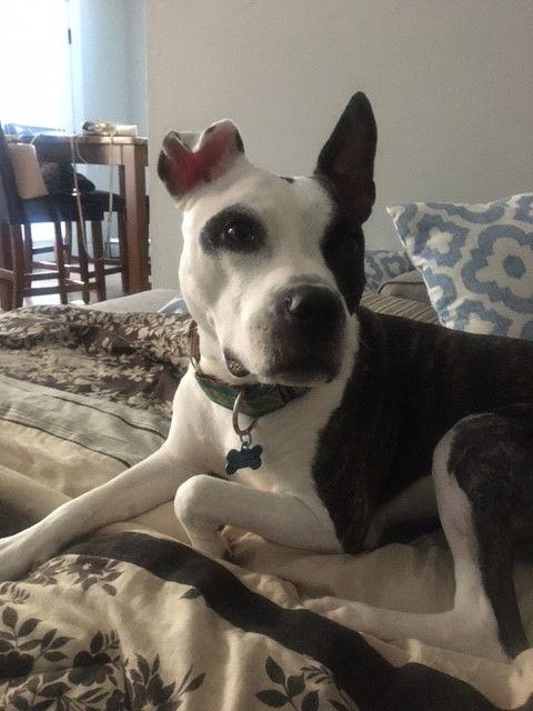 Enlarge Prim, a Adoptable Pit Bull Terrier in St. Louis, MO image 2/3