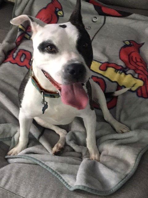 Enlarge Prim, a Adoptable Pit Bull Terrier in St. Louis, MO image 3/3