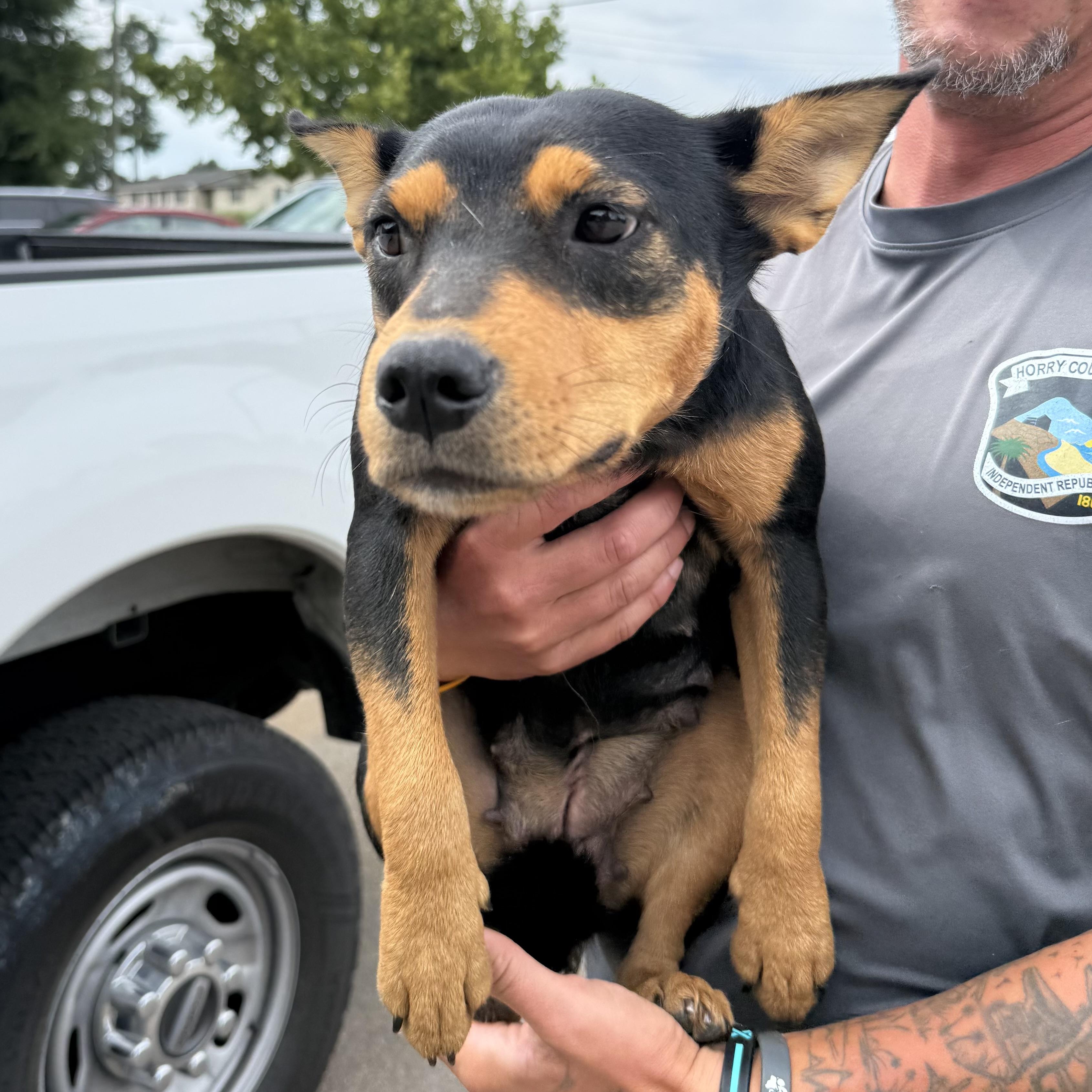 Enlarge Thunder from Down Under, a Adoptable mixed breed in Sayreville, NJ image 5/6