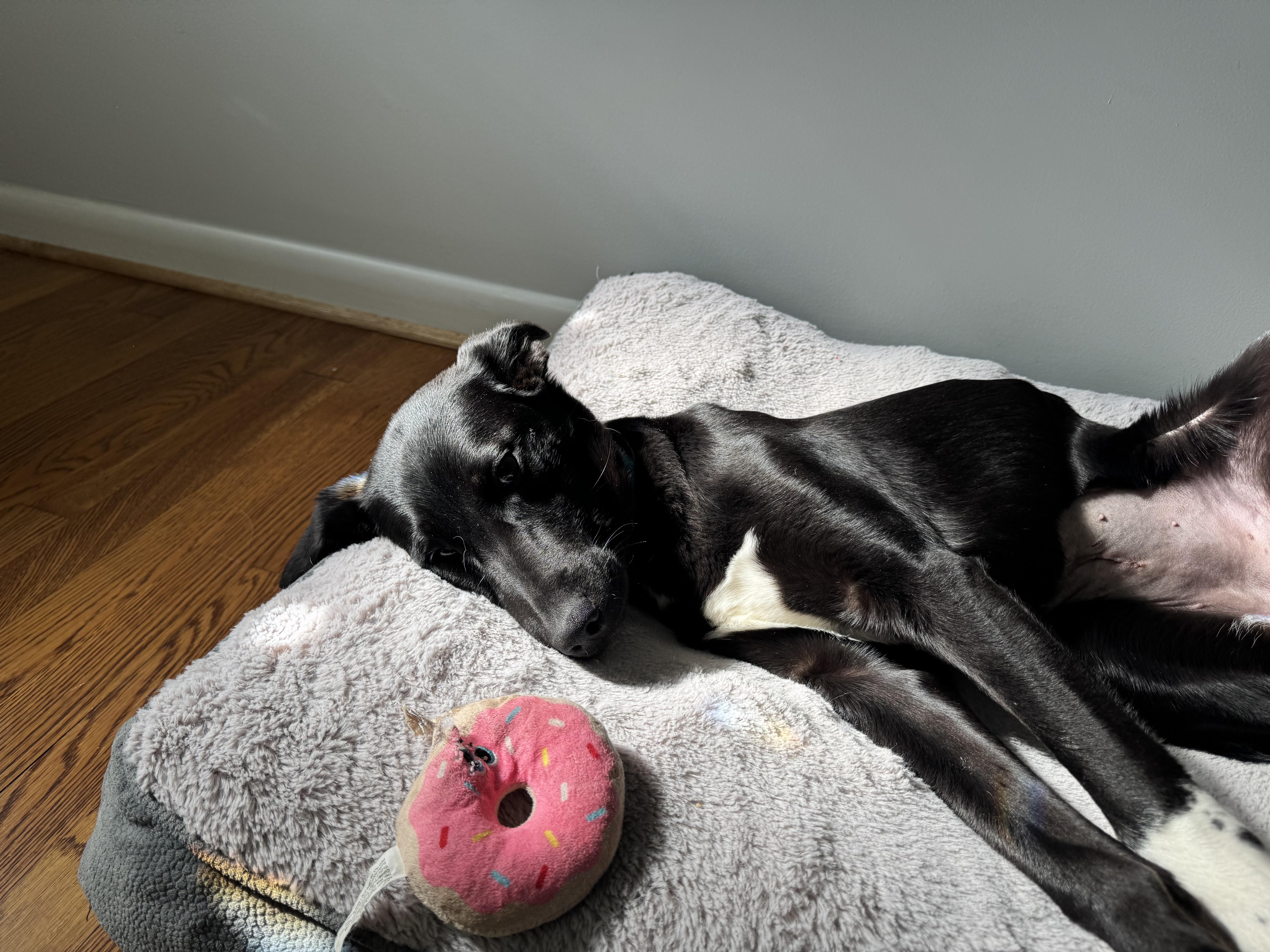 Enlarge Elsa, an adoptable Border Collie in Lexington, KY image 3/3