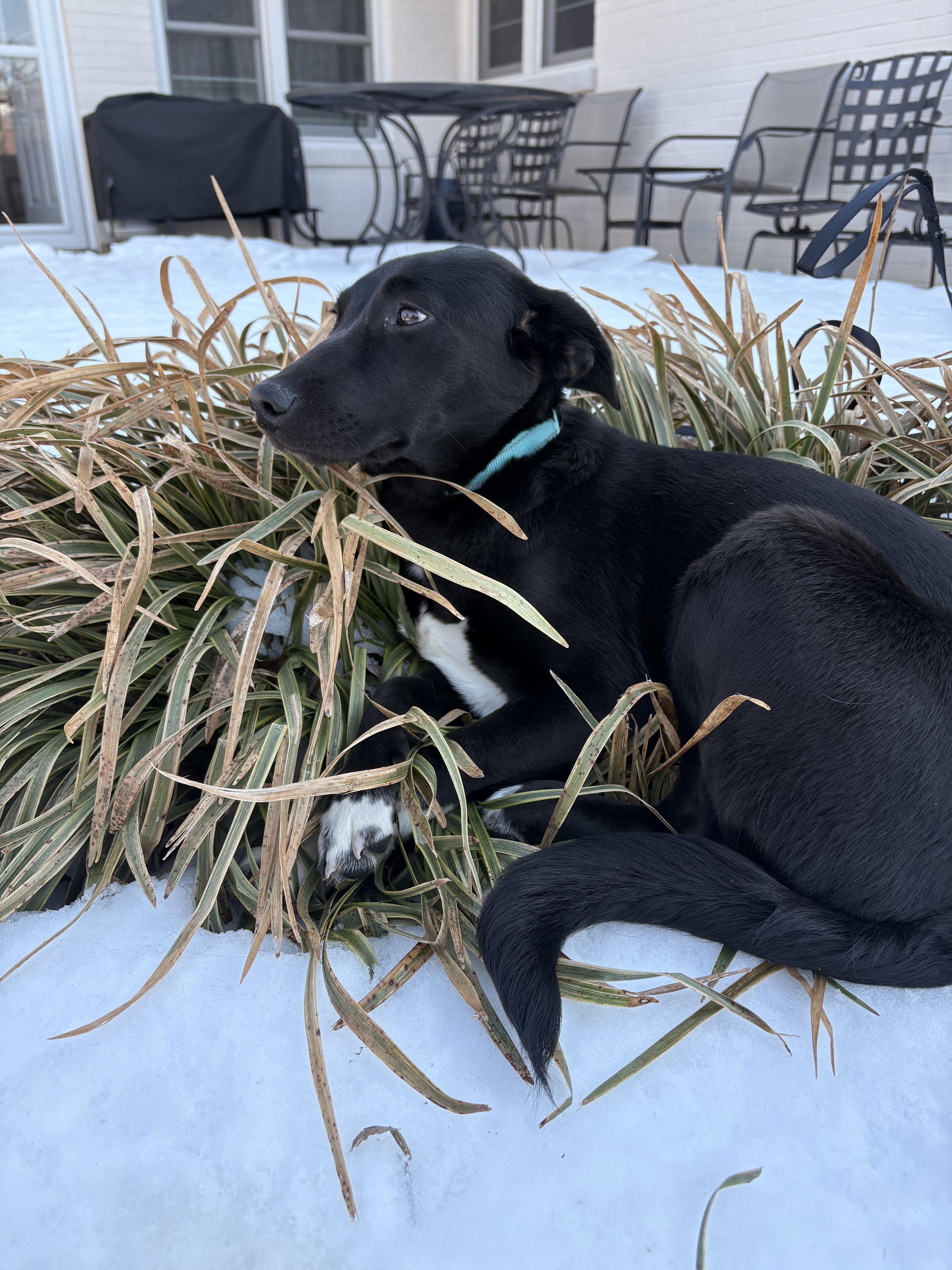 Enlarge Elsa, an adoptable Border Collie in Lexington, KY image 2/3